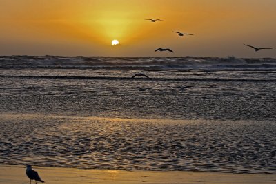 Sunset with Gulls 2010.jpg