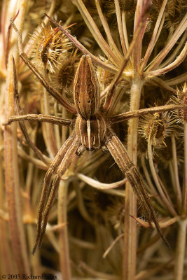 The Spiders of Rohan