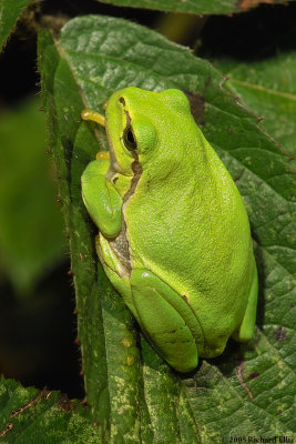 TreeFrogIMG04089.jpg