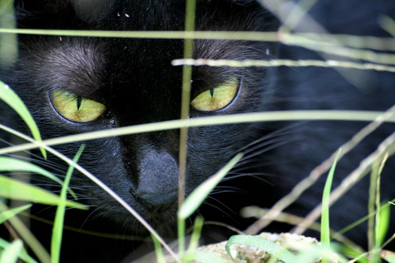 Stalking