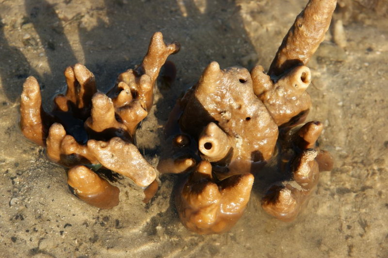 Dead mans fingers