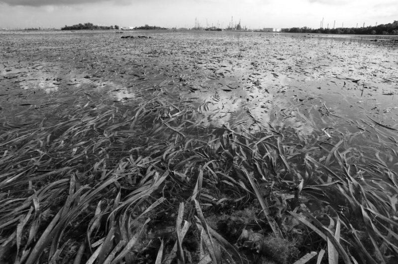 Seagrass meadow