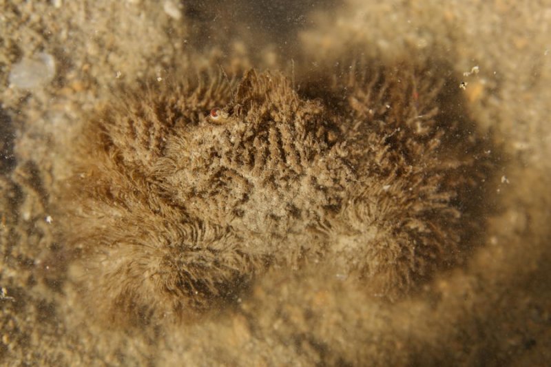 Hairy crab