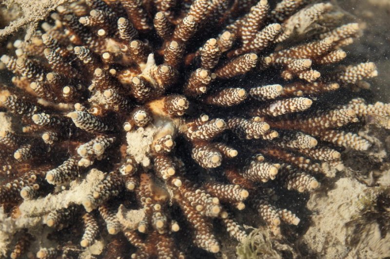 Coral (type?)