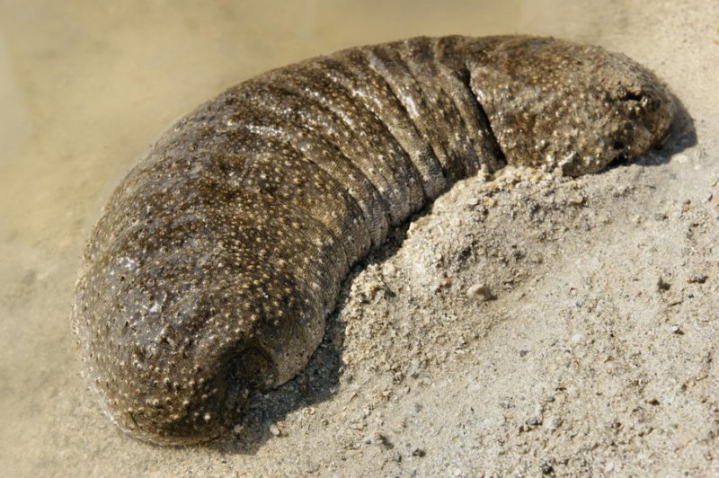 Sea cucumber
