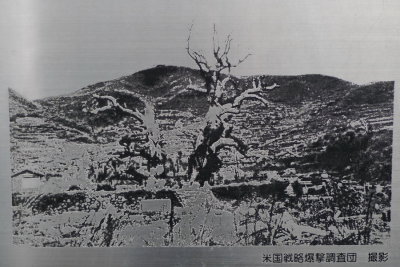 Burnt camphor trees