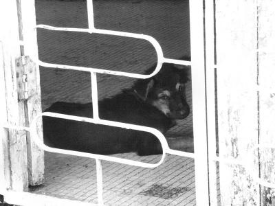 Dog tired