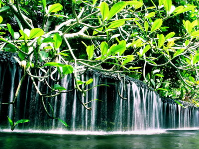 S'pore Botanical Gdns 1