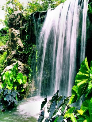 S'pore Botanical Gdns 3