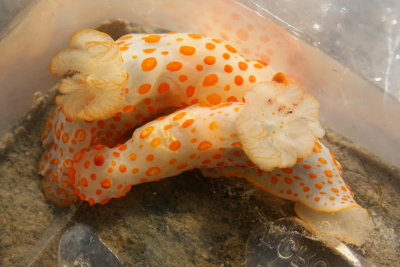 Another pair of nudibranchs