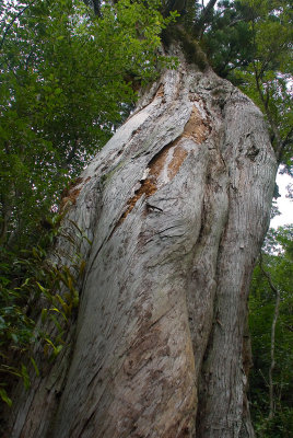 Yayoisugi Cedar