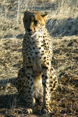 The cheetahs pose