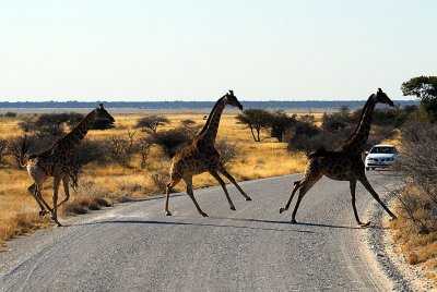 Unexpected pedestrians...