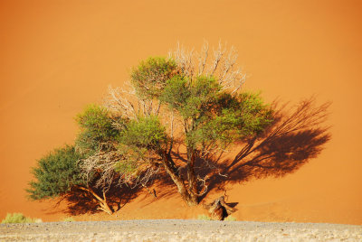 Growing on the sand...