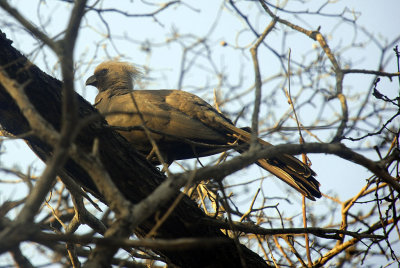 Grey go-away bird