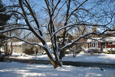 Favorite Maple tree with snow