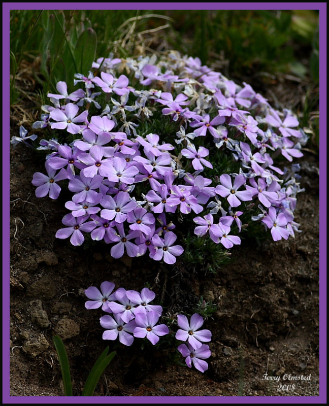8-6-08 Phlox_2710 fr.jpg