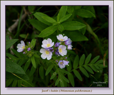 8-6-08 Jacobs Ladder 2669 fr .jpg