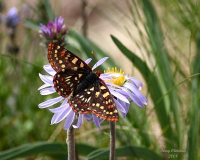 8-6-08 frittillary butterfly and lavender fleabane_2699.JPG