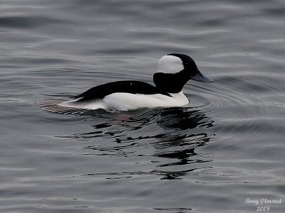 12-30-08 bufflehead_1288a.jpg