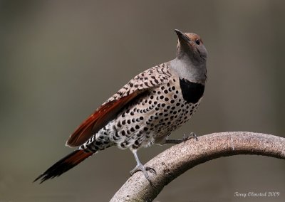 4-18-09 female northern red-shafted flicker_4638.JPG