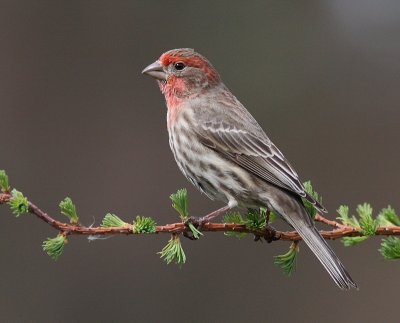 4-18-09 house finch_4665.JPG