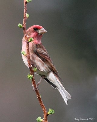 4-18-09 purple finch_4616.JPG