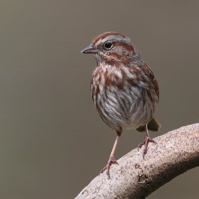 4-18-09 song sparrow_4651.JPG