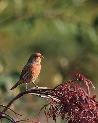 10-20-07 house finch_3221.JPG