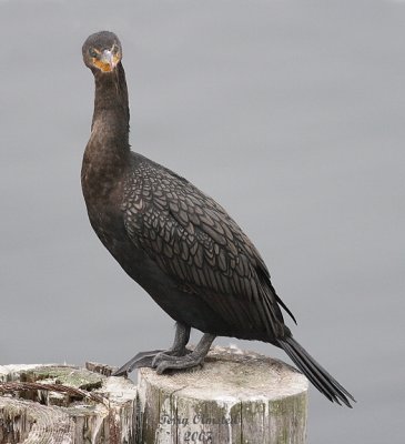 11-06-07 Double-Crested Cormorant_3708.jpg