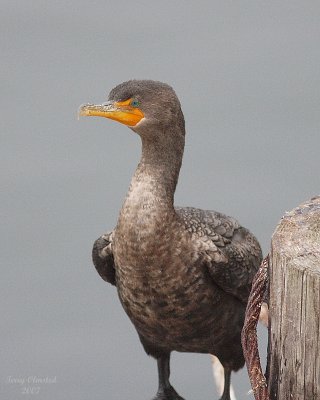 11-06-07 Double-Crested Cormorant_3709.jpg