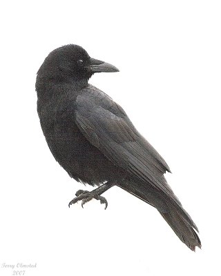 11-06-07 crow_3692.JPG