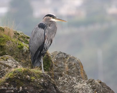11-06-07 Heron on the rocks_3691.JPG