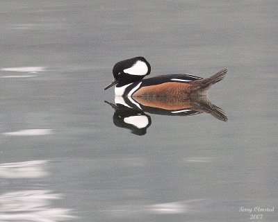 11-06-07 hooded merganzer_3634.JPG
