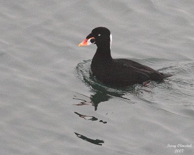 11-06-07 m surf scoter_3586.JPG