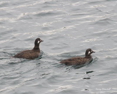 11-06-07 fm surf scoters_3722.JPG