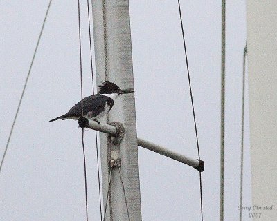 11-06-07 Kingfisher_3675.JPG
