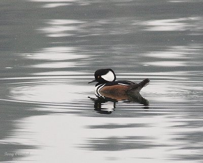 11-06-07 hooded merganzer_3628.JPG