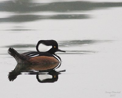 11-06-07 hooded merganzer_3650.JPG