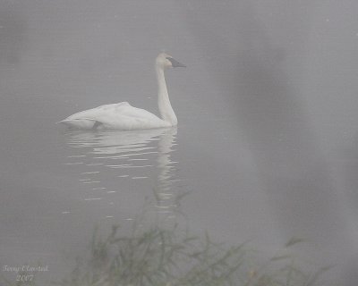 11-25-07 trumpeter in the fog_4235.JPG