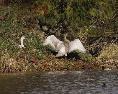 11-27-07 trumpeter pair_4455.JPG