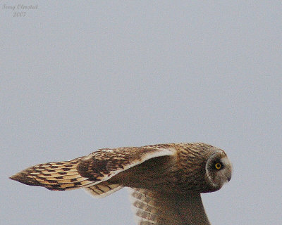 11-30-07 short-eared owl_4626.jpeg