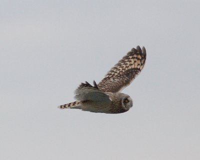 11-30-07 short-eared owl_4635.JPG