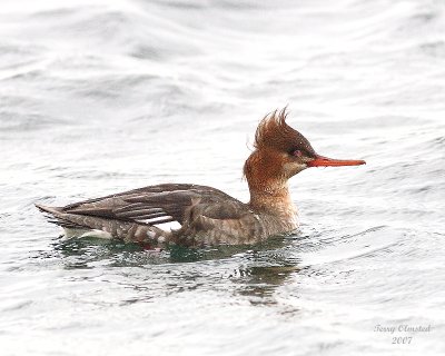 12-16-07 red-breasted merganser_5233.jpeg