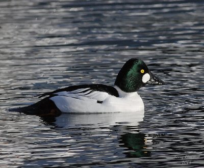 2-23-08 m golden eye_7805.jpg