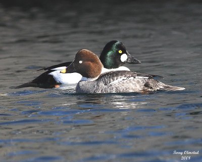 2-29-08 m and f golden eye leap year_8187adj.jpg