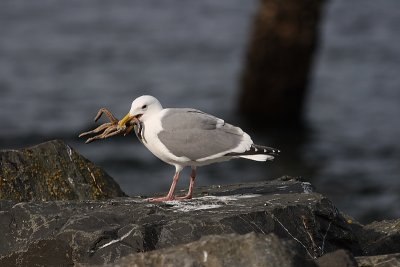 3-19-08 gull with starfish.JPG
