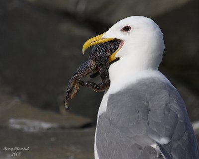 3-19-08 thats a mouthful_8941.jpg