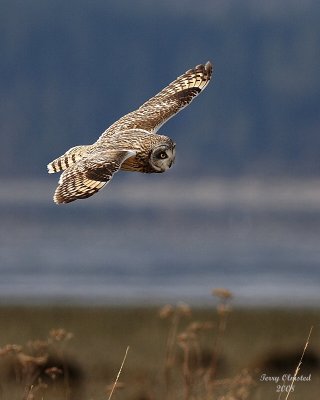 3-22-08 m short-eared owl 9229.jpg