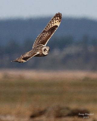 3-22-08 m short-eared owl 9234.JPG